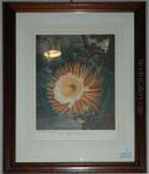 Night Blowing Cereus Oil Painting by Robert John, Dr. Thornton