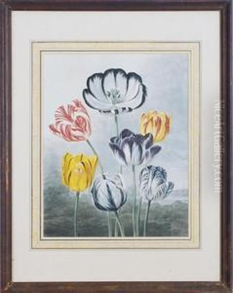 Tulips, From Temple Of Flora Oil Painting by Robert John, Dr. Thornton