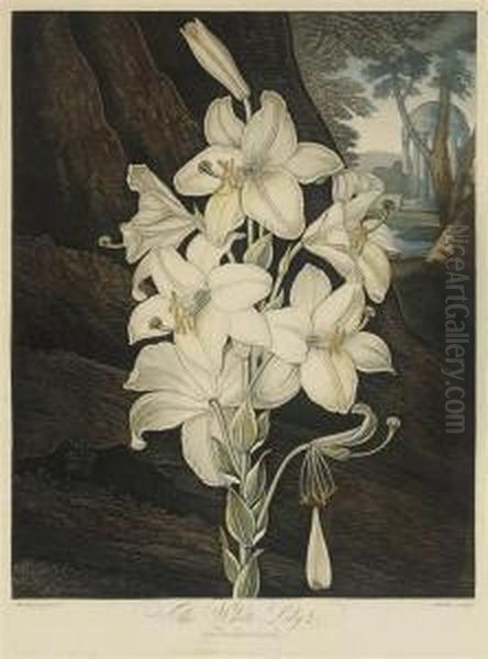 The White Lily, With Variegated-leaves Oil Painting by Robert John, Dr. Thornton