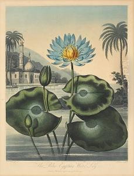 Four Plates, From The Temple Of Flora Oil Painting by Robert John, Dr. Thornton