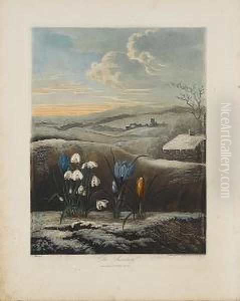 The Snowdrop Oil Painting by Robert John, Dr. Thornton