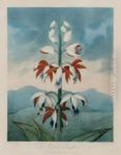 The China Limodoron, From The Temple Of Flora Oil Painting by Robert John, Dr. Thornton