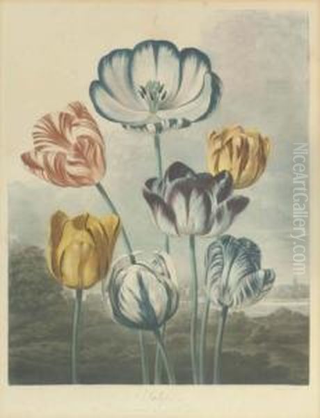 Tulips, By R. Earlom Oil Painting by Robert John, Dr. Thornton