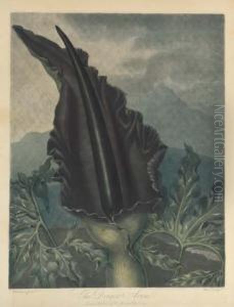 The Dragon Arum, By Ward Oil Painting by Robert John, Dr. Thornton