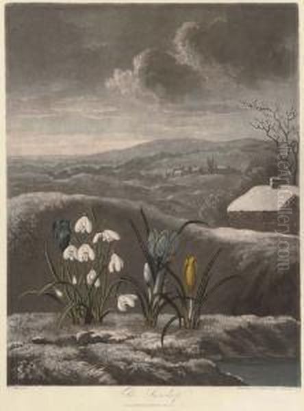 The Snowdrop; And Thou Divine Linnaeus, By W.ward And T.burke Oil Painting by Robert John, Dr. Thornton