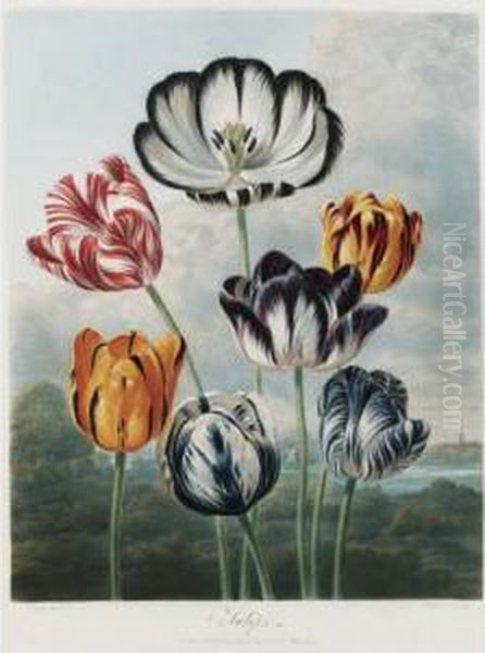 Temple Of Flora: Tulips Oil Painting by Robert John, Dr. Thornton