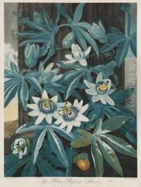 Temple Of Flora: The Blue Passion Flower Oil Painting by Robert John, Dr. Thornton