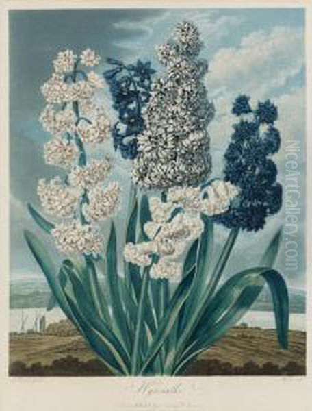 Temple Of Flora: Hyacinths Oil Painting by Robert John, Dr. Thornton