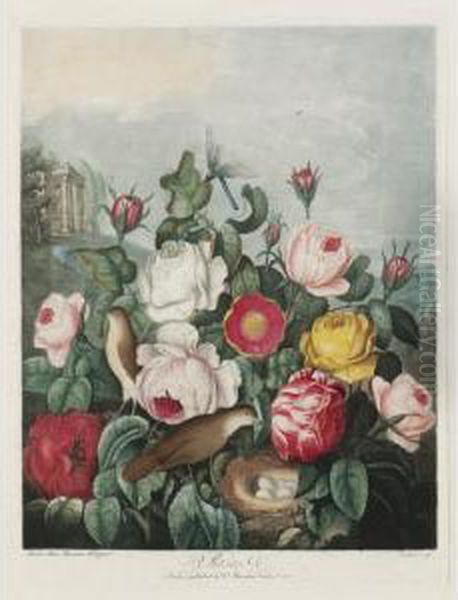 Temple Of Flora: Roses Oil Painting by Robert John, Dr. Thornton