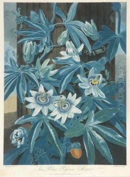 The Blue Passion Flower Oil Painting by Robert John, Dr. Thornton