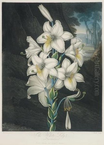 The White Lily With Variegated-leaves Oil Painting by Robert John, Dr. Thornton