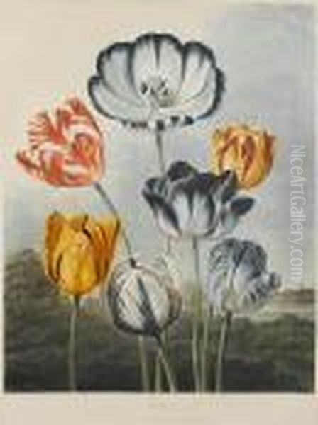 Tulips From Temple Of Flora Oil Painting by Robert John, Dr. Thornton