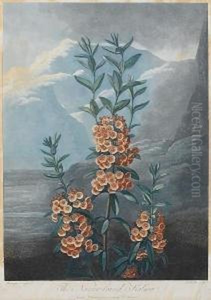 The Narrow Leaved Kalmia, From Temple Of Flora Oil Painting by Robert John, Dr. Thornton