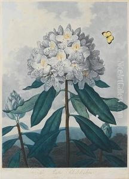 The Pontic Rhododendron From Temple Of Flora Oil Painting by Robert John, Dr. Thornton