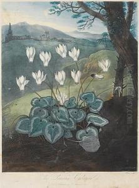 The Persian Cyclamen From Temple Of Flora Oil Painting by Robert John, Dr. Thornton