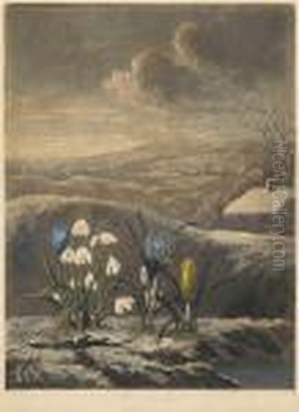 The Snowdrop From Temple Of Flora Oil Painting by Robert John, Dr. Thornton