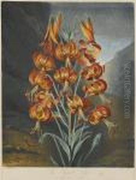 The Superb Lily From Temple Of Flora Oil Painting by Robert John, Dr. Thornton