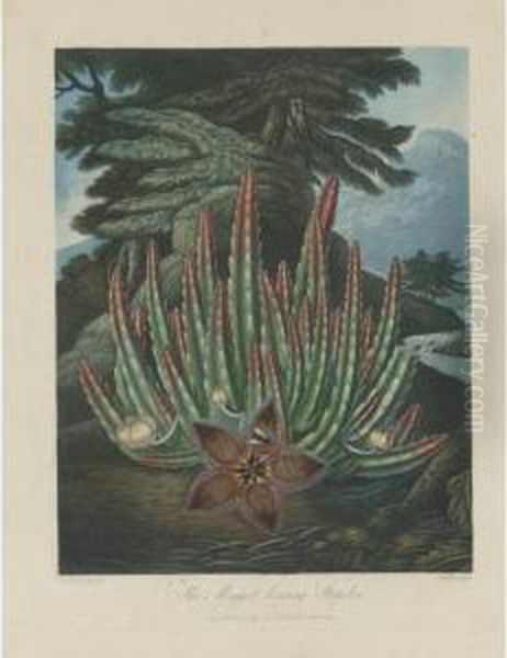 Dragon Arum, Maggot-bearing Stapelia And American Bog Plants Oil Painting by Robert John, Dr. Thornton