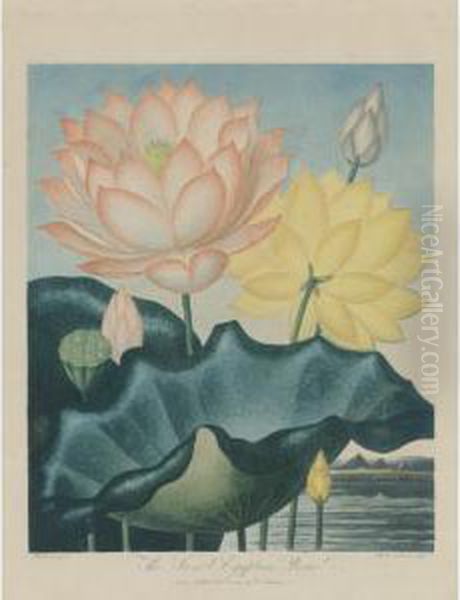 The Winged-passion Flower, And The Sacred Egyptian Bean Oil Painting by Robert John, Dr. Thornton