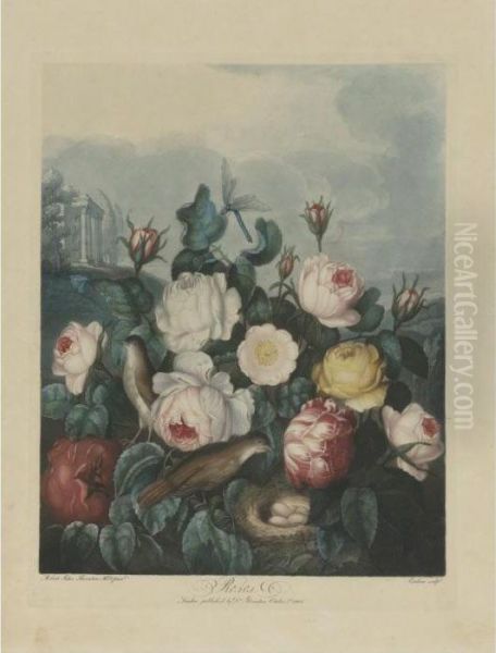 Temple Of Flora: Roses Oil Painting by Robert John, Dr. Thornton