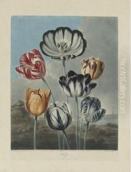 Temple Of Flora: Tulips Oil Painting by Robert John, Dr. Thornton