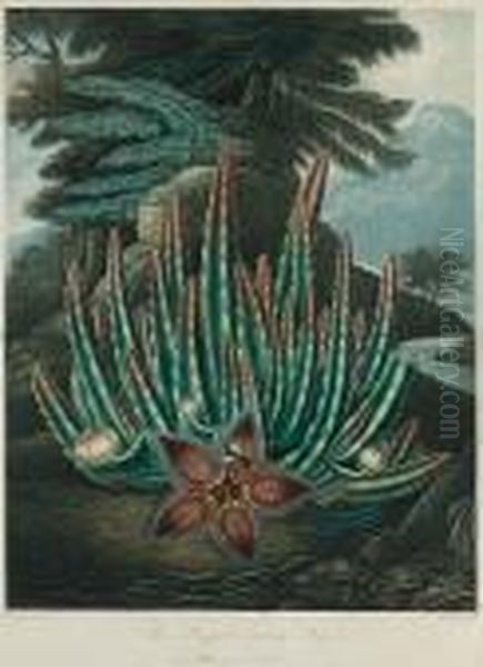 The Maggot'bearing Stapelia Oil Painting by Robert John, Dr. Thornton