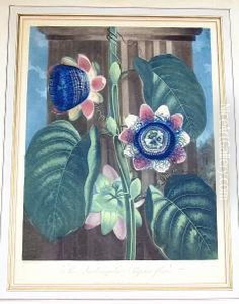 The Quadrangular Passion Flower Oil Painting by Robert John, Dr. Thornton