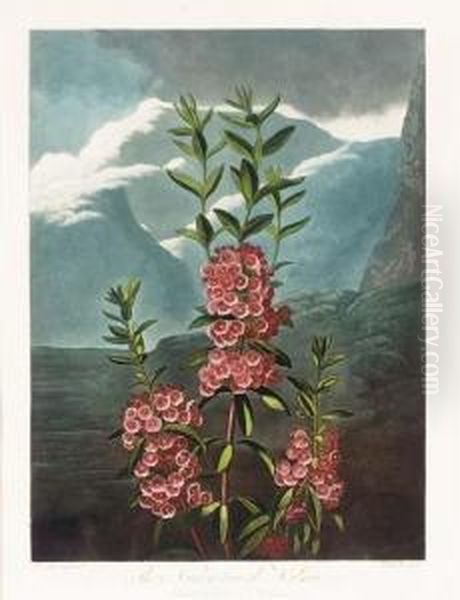 The Temple Of Flora: The Narrow-leaved Kalmia Oil Painting by Robert John, Dr. Thornton