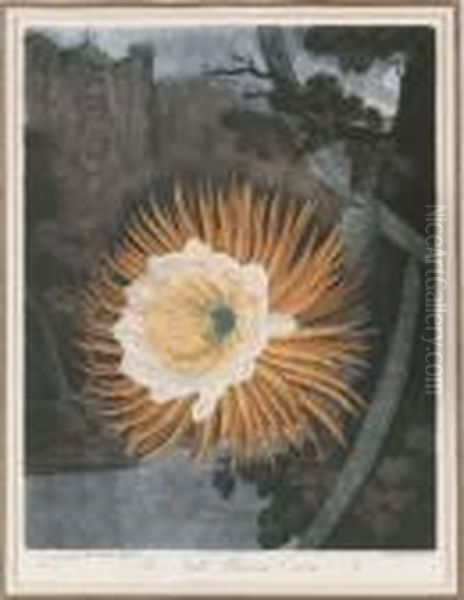 Temple Of Flora: The Night Blooming Cereus Oil Painting by Robert John, Dr. Thornton