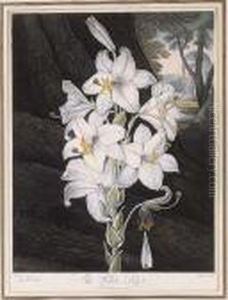 Temple Of Flora: The White Lily Oil Painting by Robert John, Dr. Thornton