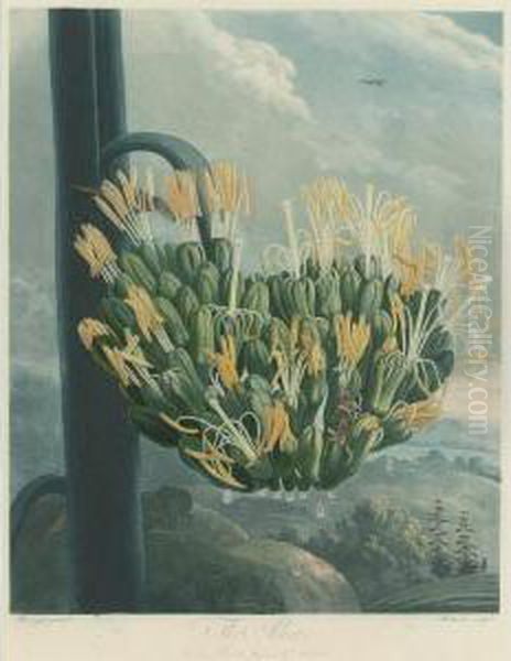 Temple Of Flora: The Aloe Oil Painting by Robert John, Dr. Thornton