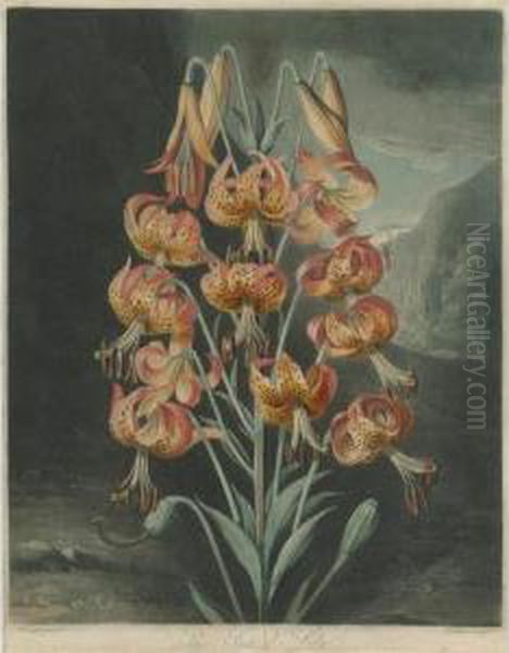 Temple Of Flora: The Superb Lily Oil Painting by Robert John, Dr. Thornton