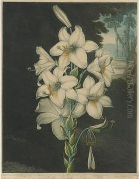 Temple Of Flora: White Lily Oil Painting by Robert John, Dr. Thornton