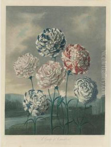 Temple Of Flora: A Group Of Carnations Oil Painting by Robert John, Dr. Thornton