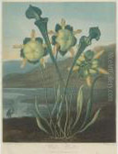 Temple Of Flora: Pitcher Plant Oil Painting by Robert John, Dr. Thornton