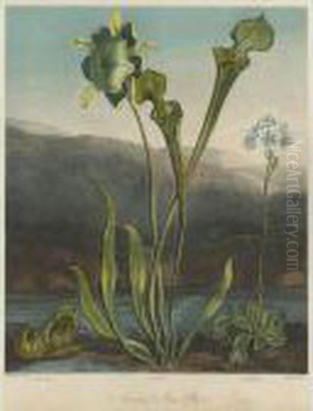 Temple Of Flora: American Bog Plants Oil Painting by Robert John, Dr. Thornton