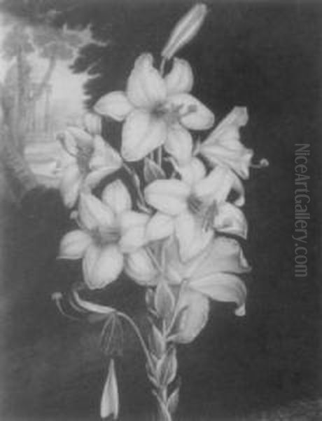 The White Lily Oil Painting by Robert John, Dr. Thornton