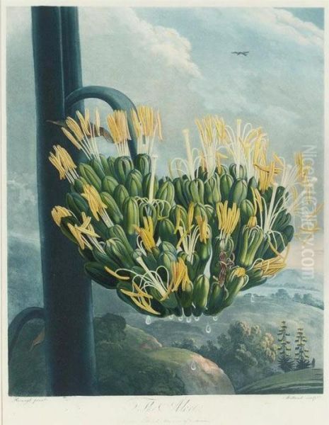 Temple Of Flora: The Aloe Oil Painting by Robert John, Dr. Thornton