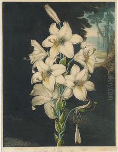 Temple Of Flora: White Lily With Variegated Leaves Oil Painting by Robert John, Dr. Thornton