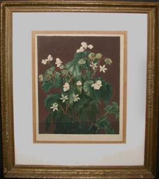 The Oblique-leaved Begonia Oil Painting by Robert John, Dr. Thornton