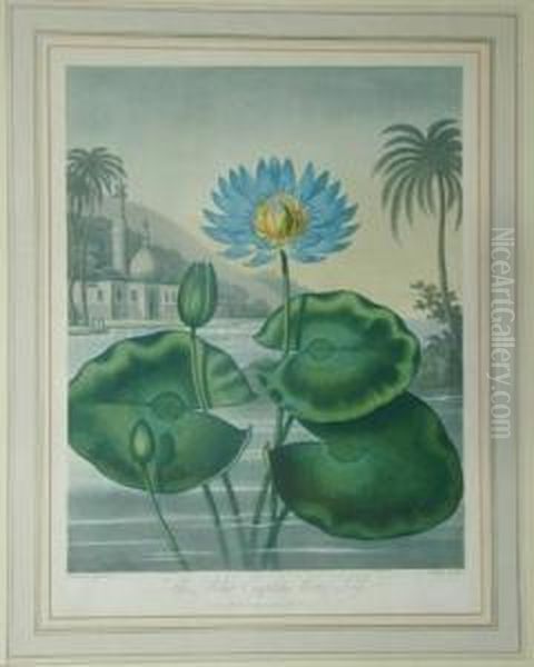 The Blue Egyptian Water Lily Oil Painting by Robert John, Dr. Thornton