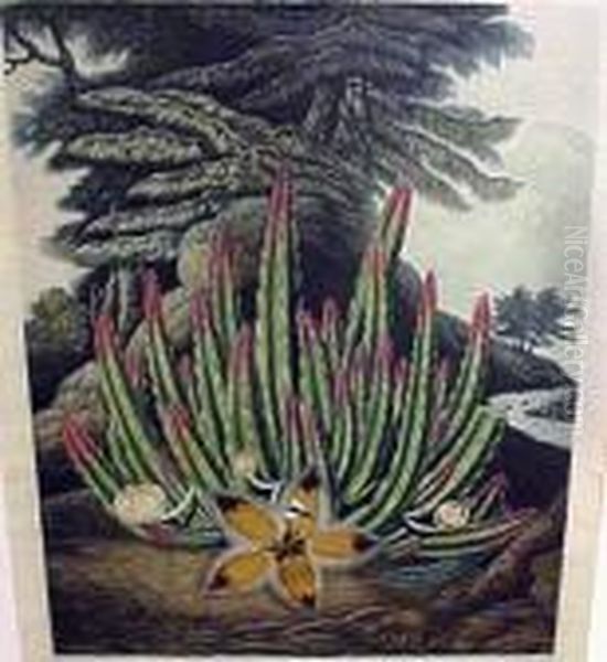 American Bog-plants And The Maggot-bearing Stapelia Oil Painting by Robert John, Dr. Thornton