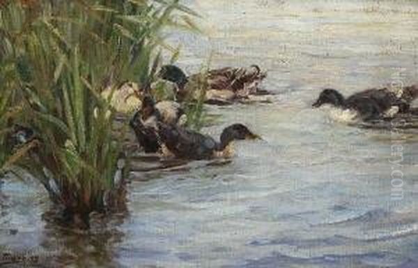 Vier Enten Im Schilf. Oil Painting by Willy Tiedjen