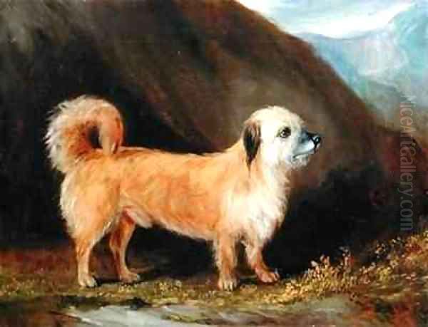 A Dandie Dinmont Terrier Oil Painting by John Snr Ferneley