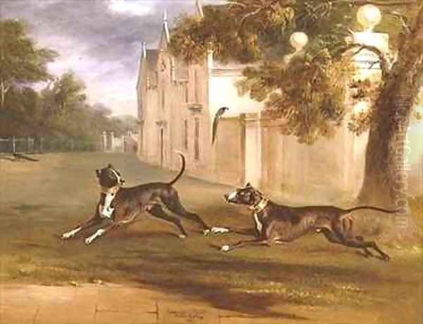 The Earl of Brownlows two Bull Terriers Nelson and Argo Oil Painting by John Snr Ferneley