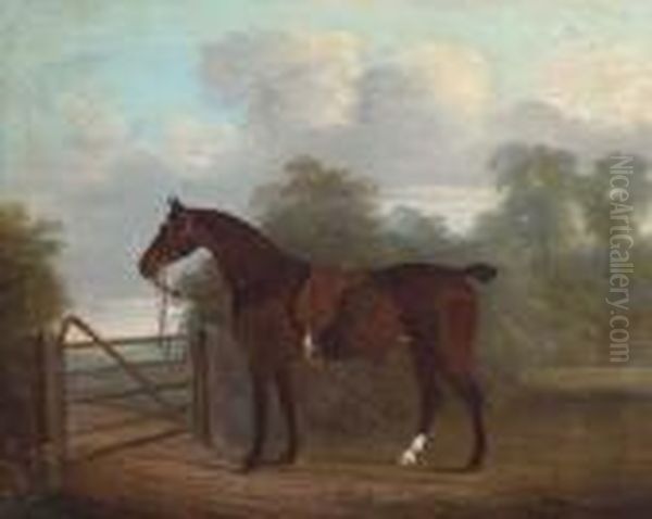 A Saddled Bay Hunter Tethered To A Gate, In A Woodedlandscape Oil Painting by Clifton Tomson