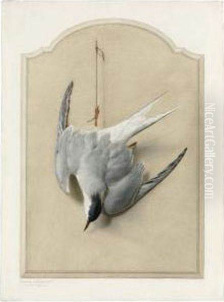 Trompe L'oeil With A Common Tern Oil Painting by Edouard Travies