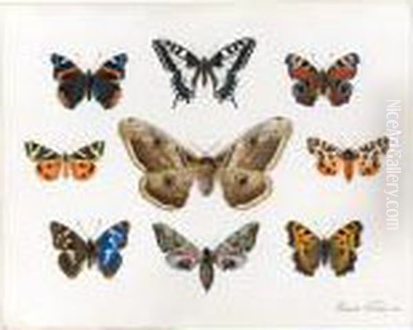 A Sheet Of Studies Of Butterflies Oil Painting by Edouard Travies