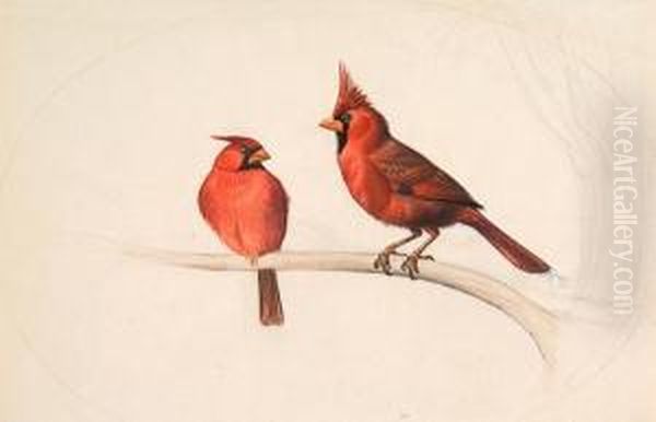 Cardinalis Cardinalis Oil Painting by Edouard Travies