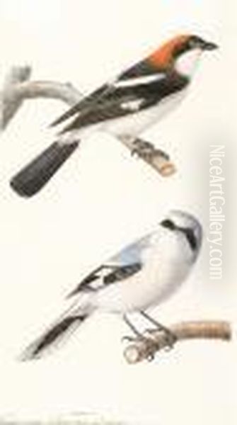 Male Woodchat Shrike And A Great Grey Shrike Oil Painting by Edouard Travies